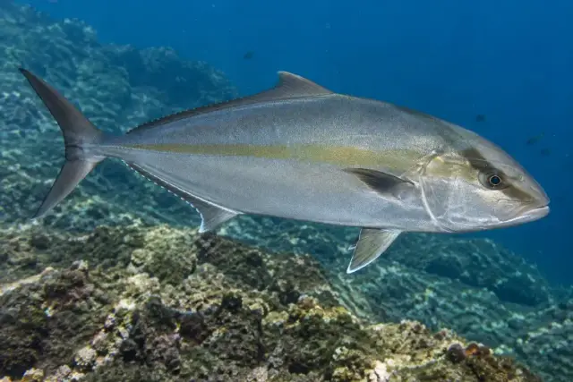 Seriola dumerili