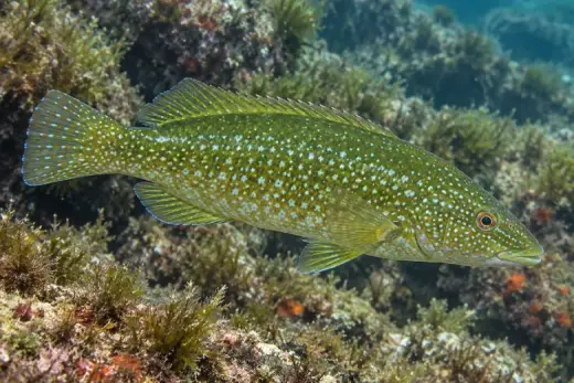 Labrus viridis