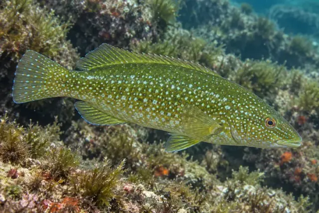 Labrus viridis