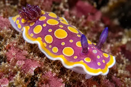 Felimida luteorosea