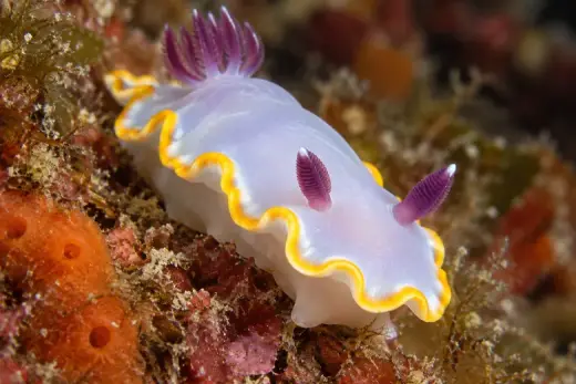 Felimida purpurea