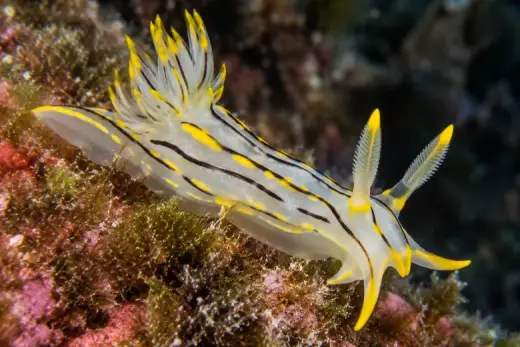 Polycera quadrilineata
