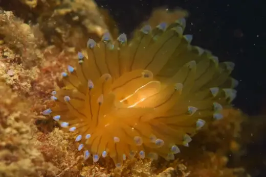 Antiopella cristata