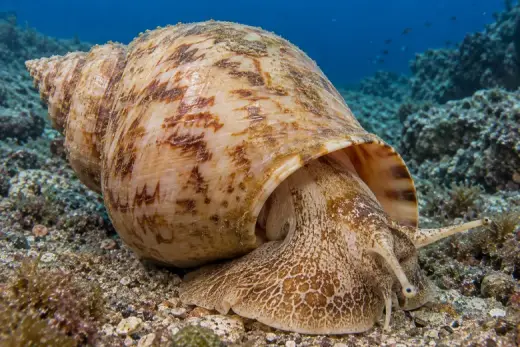 Caracola barril