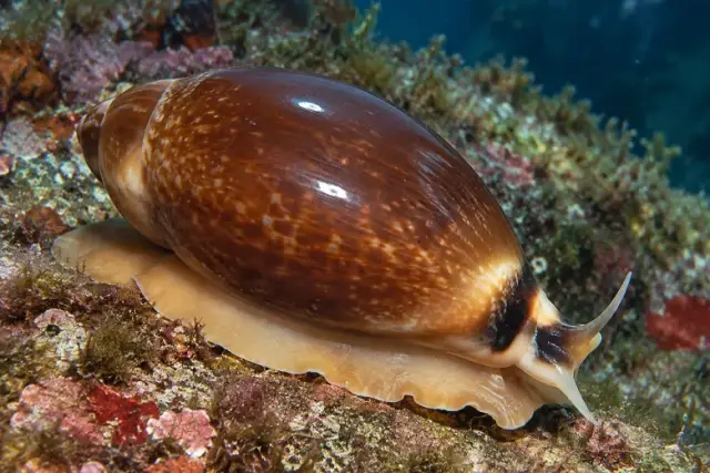 Luria lurida
