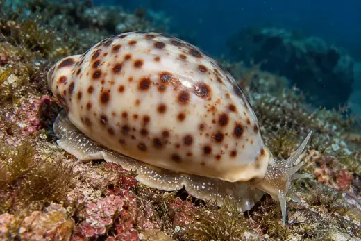 Naria spurca