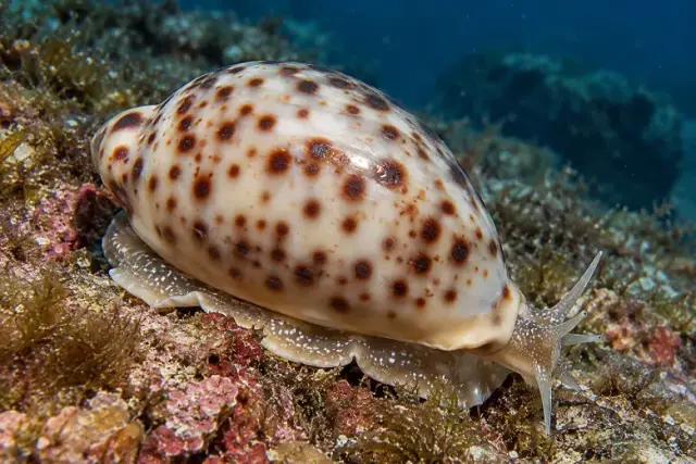 Erosaria spurca
