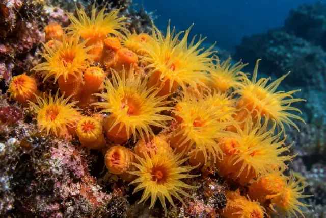 Astroides calycularis