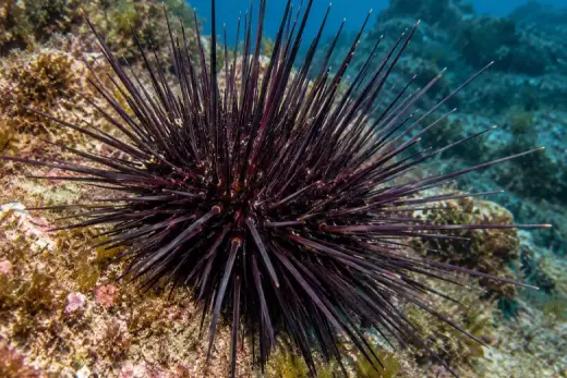 Centrostephanus longispinus