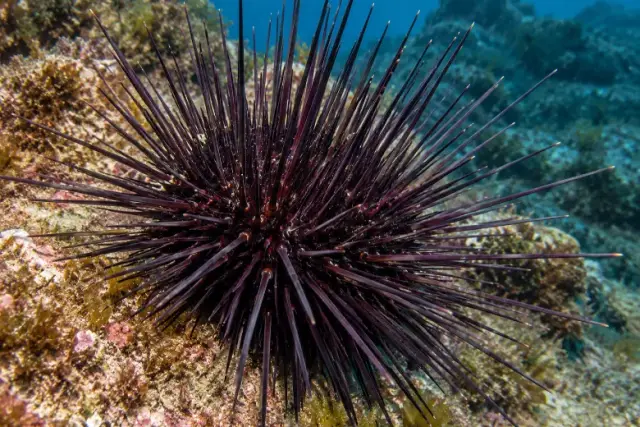 Centrostephanus longispinus