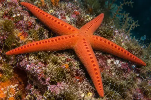Hacelia attenuata