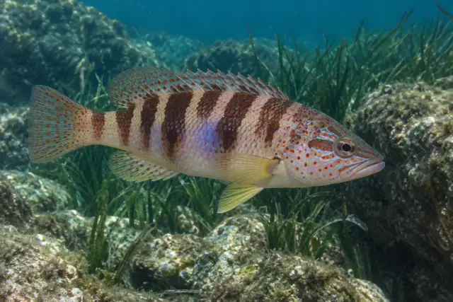 Serranus scriba