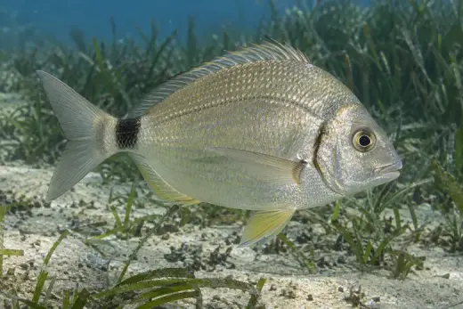 Diplodus annularis