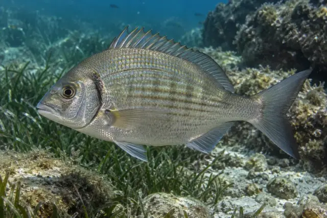 Spondyliosoma cantharus