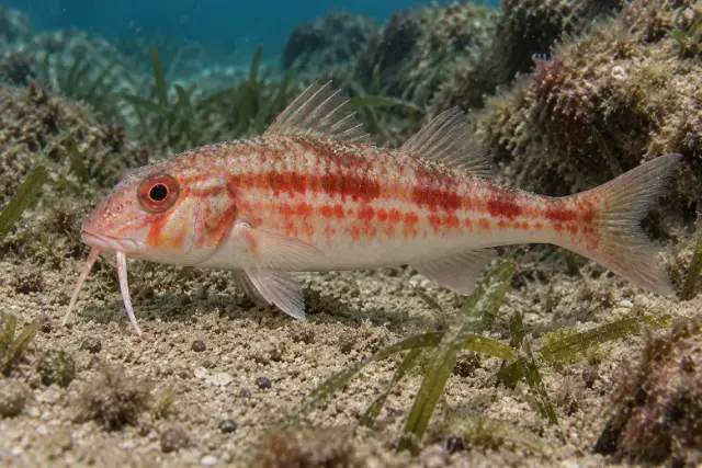 Mullus barbatus