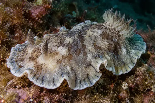 Dendrodoris grandiflora