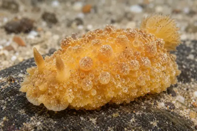 Doris verrucosa