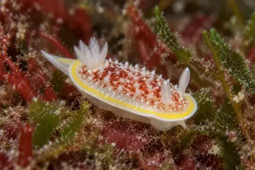 Diaphorodoris luteocincta