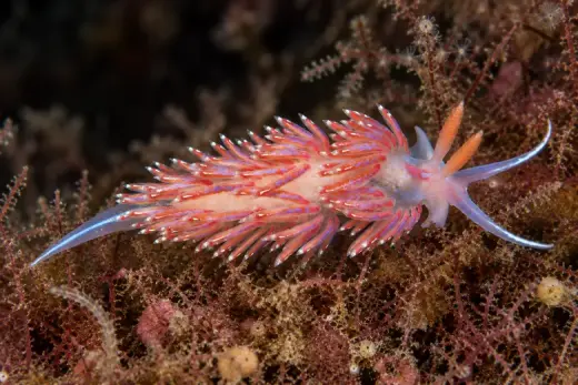Facelina auriculata