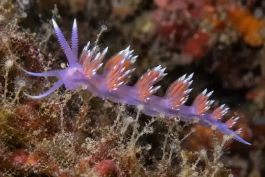 Flabellina ischitana