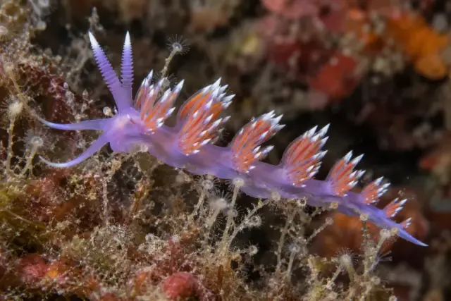 Flabellina ischitana