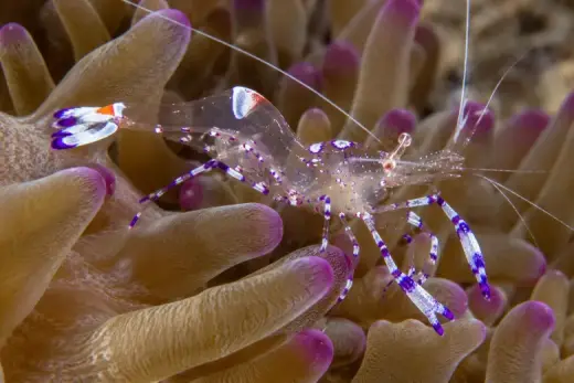 Periclimenes amethysteus
