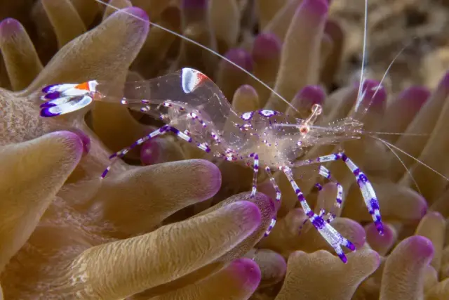 Periclimenes amethysteus