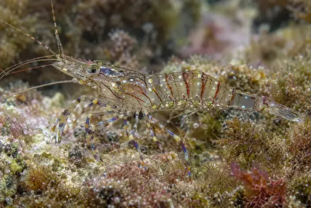 Palaemon elegans