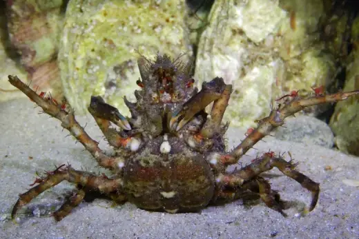 Pisa tetraodon