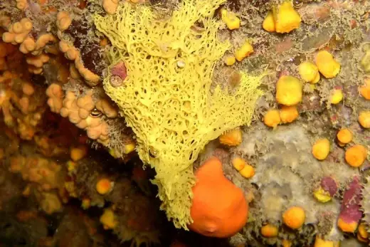 Clathrina clathrus