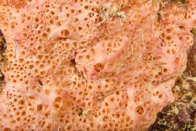 Hemimycale columella