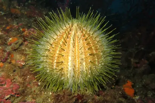 Echinus melo
