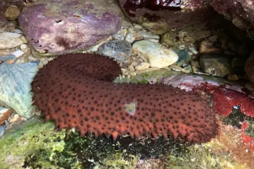 Holothuria (Platyperona) sanctori