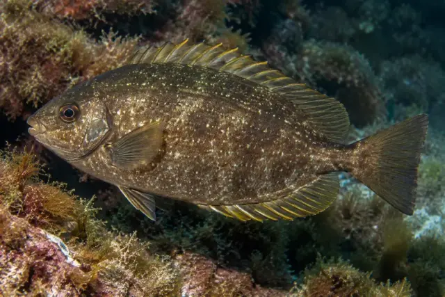 Siganus luridus