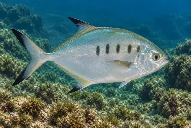 Trachinotus ovatus