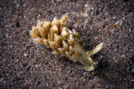 Tenellia foliata