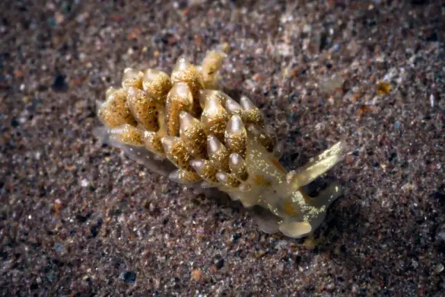 Tenellia foliata