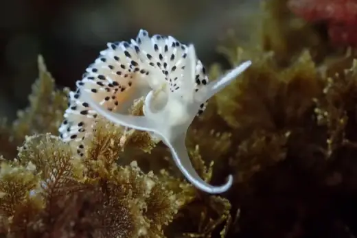 Caloria elegans