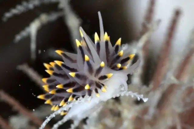 Eubranchus tricolor