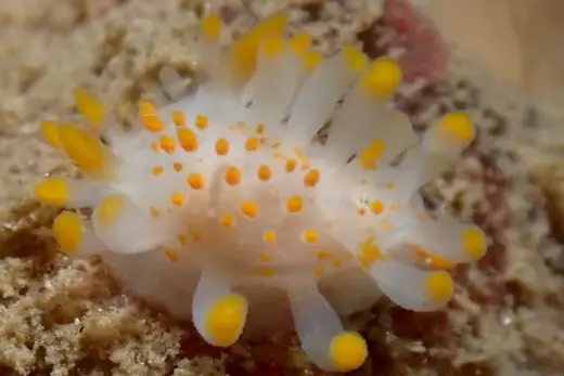 Limacia clavigera