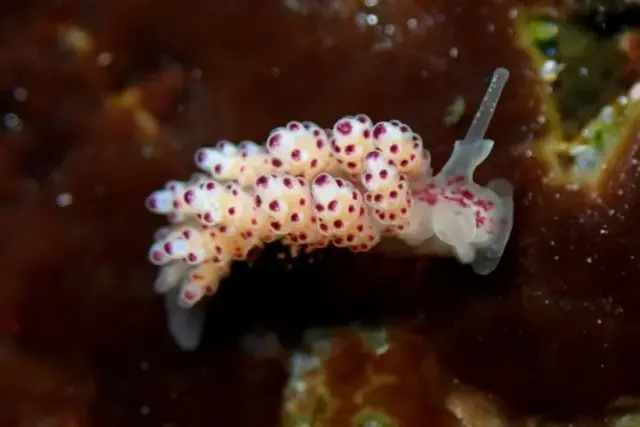 Doto coronata
