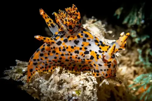 Thecacera pennigera