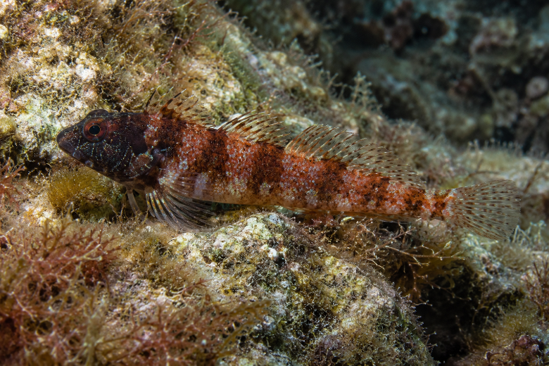 Tripterygion tripteronotum