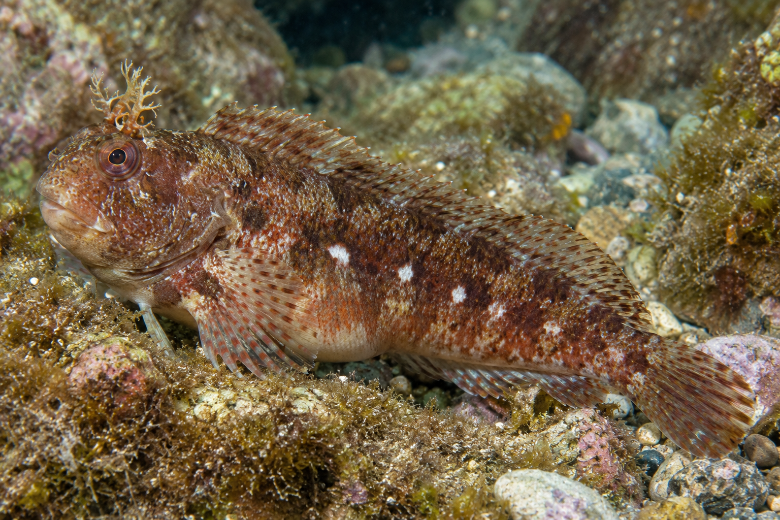 Parablennius sanguinolentus