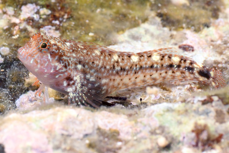 Parablennius zvonimiri