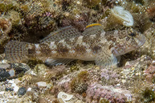 Gobius paganellus