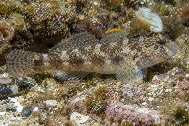Gobius paganellus