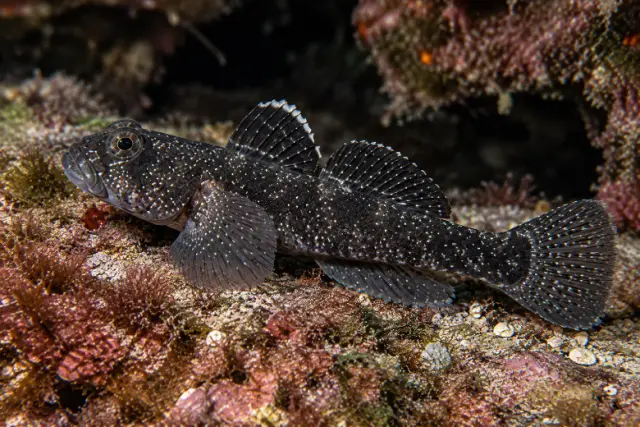 Gobius niger