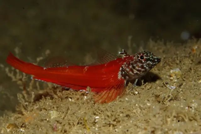 Tripterygion melanurus