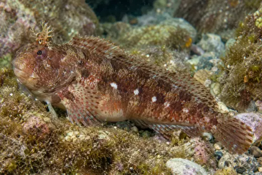 Parablennius sanguinolentus
